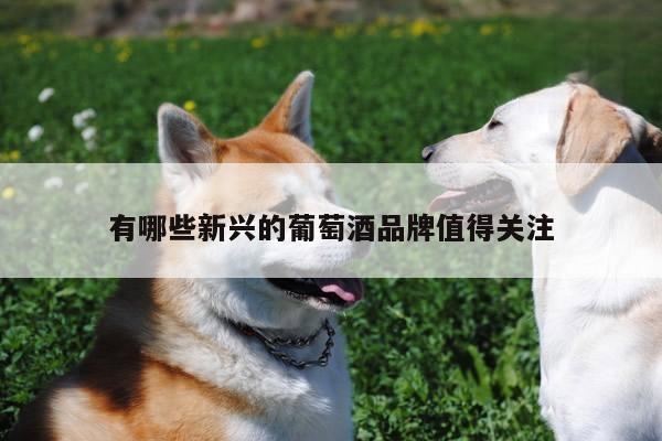 有哪些新兴的葡萄酒品牌值得关注