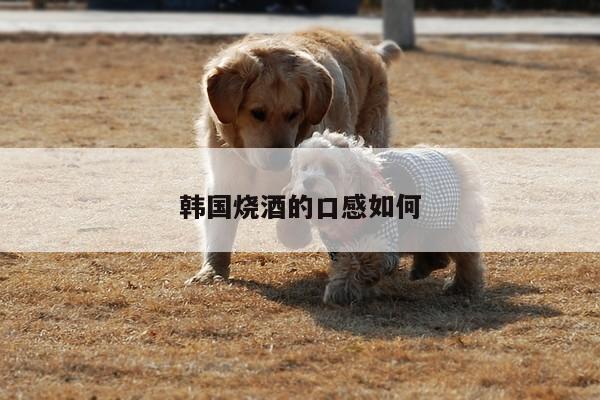 韩国烧酒的口感如何