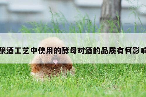 酿酒工艺中使用的酵母对酒的品质有何影响