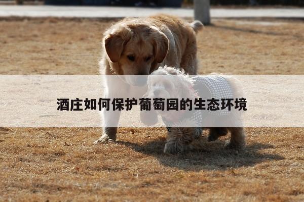 酒庄如何保护葡萄园的生态环境